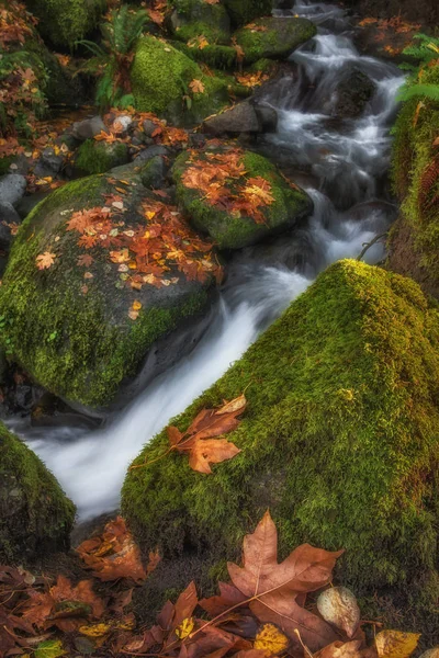 Hojas Otoñales Agua Corriente Alrededor Rocas Musgosas — Foto de Stock