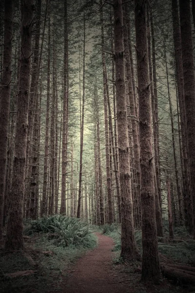 Путь Темный Лес — стоковое фото