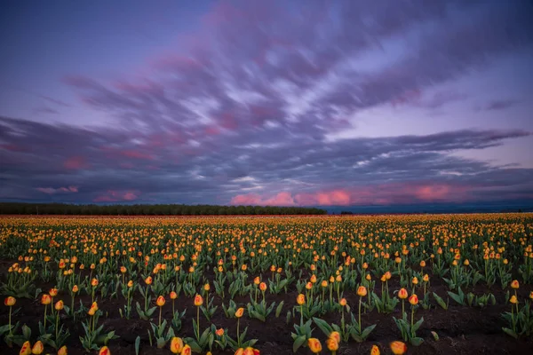 Cotton candy colored sunset sky over vibrant blooming tulip field in Oregon
