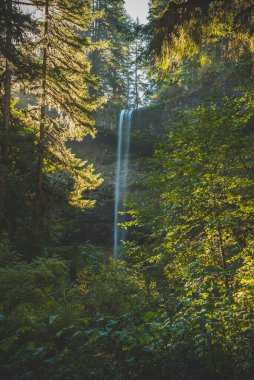 Güzel şelale ve yemyeşil orman Silver Falls Eyalet Parkı, Oregon, Pasifik Kuzeybatı