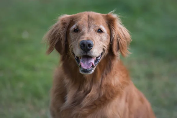 Mutlu bir Golden Retriever köpeğinin portresi.