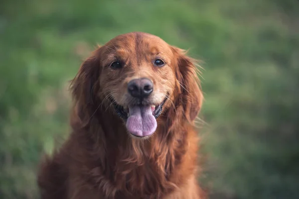 快乐的金毛猎犬的肖像 — 图库照片