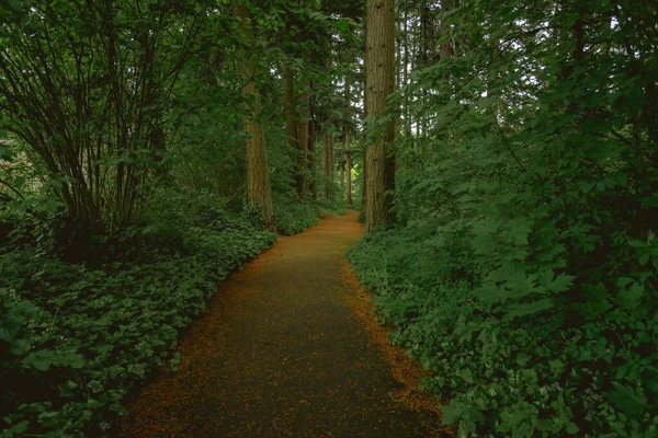 Шлях Розмаху Через Пишний Зелений Весняний Ліс — стокове фото