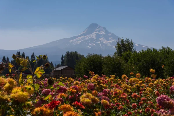 Wilde Bloemen Bloeien Onder Hood Oregon — Stockfoto