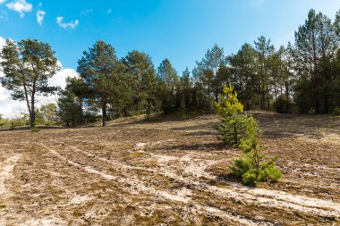 Beyaz çiftlik, Eski su kulesi, yeşil orman, erken bahar. Çiftliğin üzerindeki bulutlar. Büyük çayır. Çam ağaçları, toprak, mavi gökyüzü.