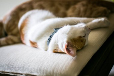 Evde iki küçük kedi birlikte uyur. İki güzel kedi yavrusu.