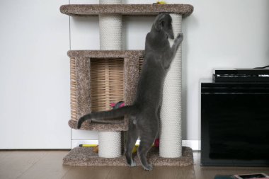 Gri mavi safkan kedi. Gün boyunca neşeli bir ruh hali. Evde karantina.