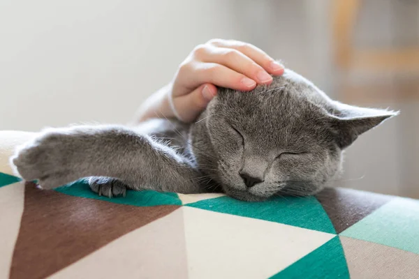 Gato Raça Pura Azul Cinzento Humor Lúdico Durante Dia Quarentena — Fotografia de Stock