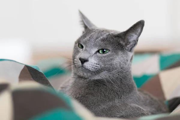 灰蓝色纯种猫 白天的心情很开心 家里的检疫 — 图库照片