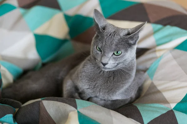 Γκρι Μπλε Καθαρόαιμη Γάτα Παιχνιδιάρικη Διάθεση Κατά Διάρκεια Της Ημέρας — Φωτογραφία Αρχείου