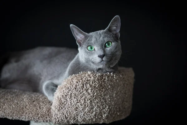 Gato Raça Pura Azul Cinzento Humor Lúdico Durante Dia Quarentena — Fotografia de Stock