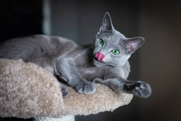 Gato Raça Pura Azul Cinzento Humor Lúdico Durante Dia Quarentena — Fotografia de Stock