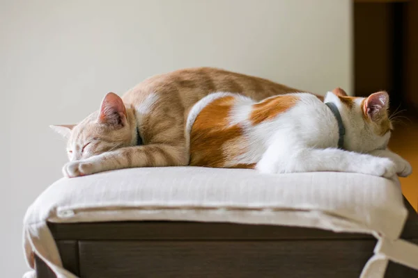 Evde Iki Küçük Kedi Birlikte Uyur Güzel Kedi Yavrusu — Stok fotoğraf