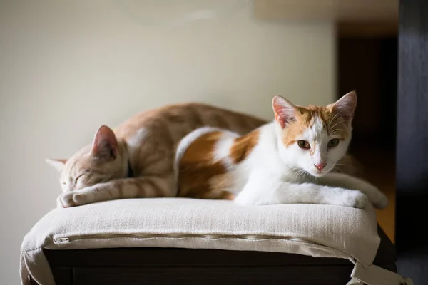 Dois Gatos Pequenos Dormem Juntos Casa Dois Belos Gatinhos — Fotografia de Stock