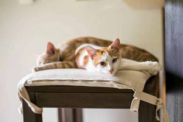 Evde Iki Küçük Kedi Birlikte Uyur Güzel Kedi Yavrusu — Stok fotoğraf