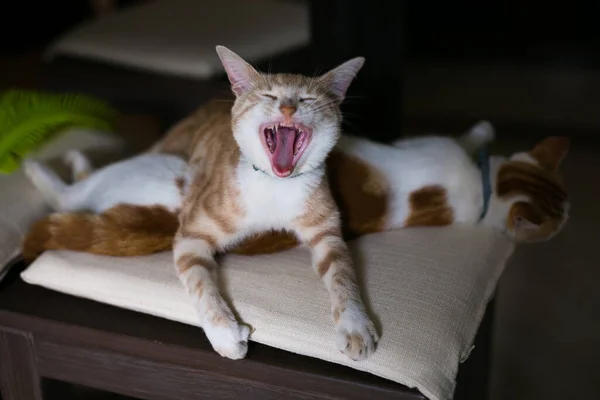 Dois Gatos Pequenos Dormem Juntos Casa Dois Belos Gatinhos — Fotografia de Stock