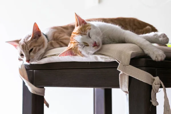 Dois Gatos Pequenos Dormem Juntos Casa Dois Belos Gatinhos — Fotografia de Stock