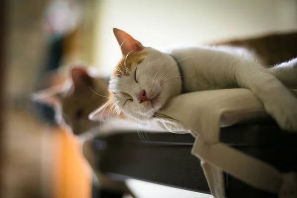 Evde Iki Küçük Kedi Birlikte Uyur Güzel Kedi Yavrusu — Stok fotoğraf