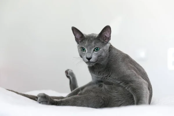 Russian Blue Breed Kitten Lies White Bed Rest Relaxation Quarantine — Stock Photo, Image