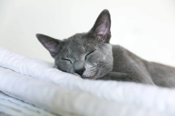 Gatinho Raça Azul Russo Encontra Uma Cama Branca Descanso Relaxamento — Fotografia de Stock