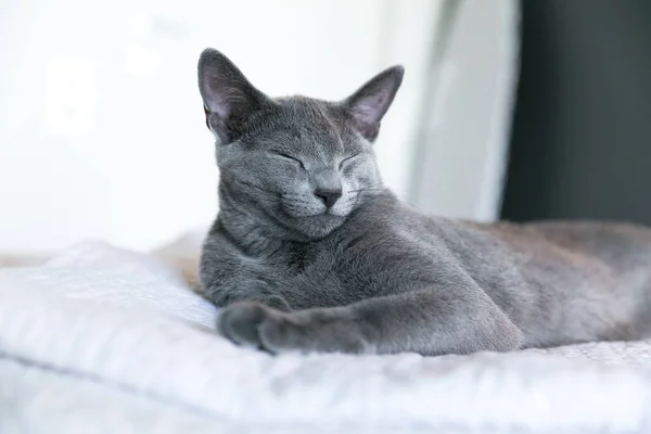 Gatinho Raça Azul Russo Encontra Uma Cama Branca Descanso Relaxamento — Fotografia de Stock