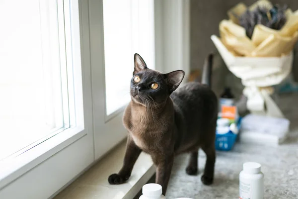 缅甸猫在家里 厨房里明亮的内部 有黄色眼睛的棕色猫 白色的内部 — 图库照片