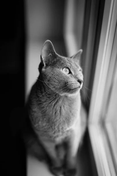 Quarantaine Gehouden Kat Zwart Wit Foto Het Onderwerp Isolatie Dieren — Stockfoto