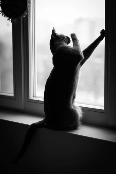Karantinaya Alınmış Kedi Zolasyon Konulu Siyah Beyaz Fotoğraf Hayvanlar Karantina — Stok fotoğraf