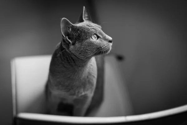被隔离的猫黑白照片的主题是隔离 动物和检疫 家里的隔热是对动物的考验 — 图库照片