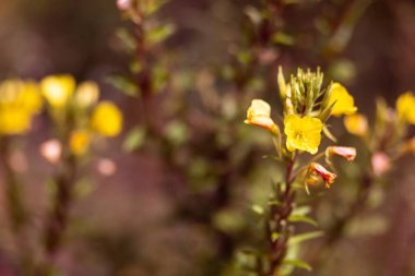Çayır bitkilerinin parlak doğal zenginliği. Çok renkli çiçekler ve bitkiler. Ekranlar için ekran koruyucu. Bulanık arka plan, bitkinin ana hatları. Belarus 'un çayır ve tarlaları. 