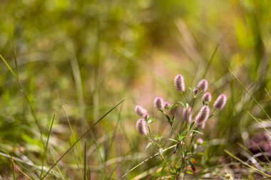 Çayır bitkilerinin parlak doğal zenginliği. Çok renkli çiçekler ve bitkiler. Ekranlar için ekran koruyucu. Bulanık arka plan, bitkinin ana hatları. Belarus 'un çayır ve tarlaları. 
