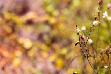 Çayır bitkilerinin parlak doğal zenginliği. Çok renkli çiçekler ve bitkiler. Ekranlar için ekran koruyucu. Bulanık arka plan, bitkinin ana hatları. Belarus 'un çayır ve tarlaları. 