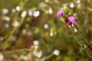 Çayır bitkilerinin parlak doğal zenginliği. Çok renkli çiçekler ve bitkiler. Ekranlar için ekran koruyucu. Bulanık arka plan, bitkinin ana hatları. Belarus 'un çayır ve tarlaları. 
