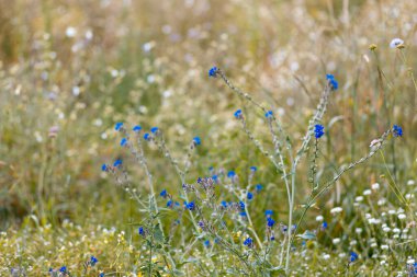 Çayır bitkilerinin parlak doğal zenginliği. Çok renkli çiçekler ve bitkiler. Ekranlar için ekran koruyucu. Bulanık arka plan, bitkinin ana hatları. Belarus 'un çayır ve tarlaları. 