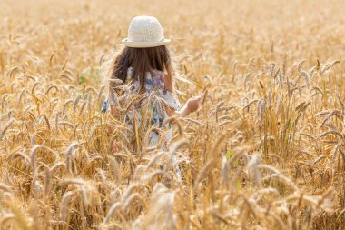 Parlak güneş ışığında buğday tarlası. Dikenler güneşte parlıyor. Beyaz Rusya 'da sıcak bir akşam. Belarus Köyü.