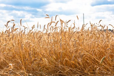 Parlak güneş ışığında buğday tarlası. Dikenler güneşte parlıyor. Beyaz Rusya 'da sıcak bir akşam. Belarus Köyü.