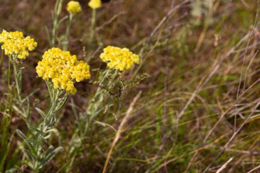 Çayır bitkilerinin parlak doğal zenginliği. Çok renkli çiçekler ve bitkiler. Ekranlar için ekran koruyucu. Bulanık arka plan, bitkinin ana hatları. Belarus 'un çayır ve tarlaları. 