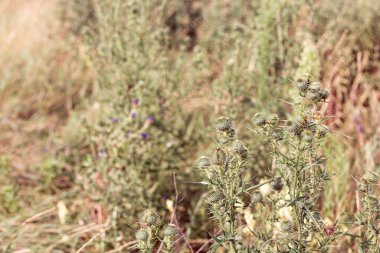 Çayır bitkilerinin parlak doğal zenginliği. Çok renkli çiçekler ve bitkiler. Ekranlar için ekran koruyucu. Bulanık arka plan, bitkinin ana hatları. Belarus 'un çayır ve tarlaları. 
