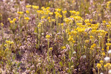 Çayır bitkilerinin parlak doğal zenginliği. Çok renkli çiçekler ve bitkiler. Ekranlar için ekran koruyucu. Bulanık arka plan, bitkinin ana hatları. Belarus 'un çayır ve tarlaları. 
