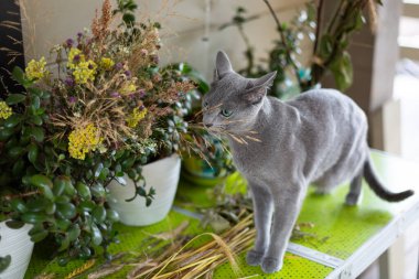 Rus mavi kedi yavrusu yürüyüşe çıktı, çiçeklerle ve yabani bitkilerle ilgileniyor. Köyde temiz hava var. Kısa saçlı kedi..