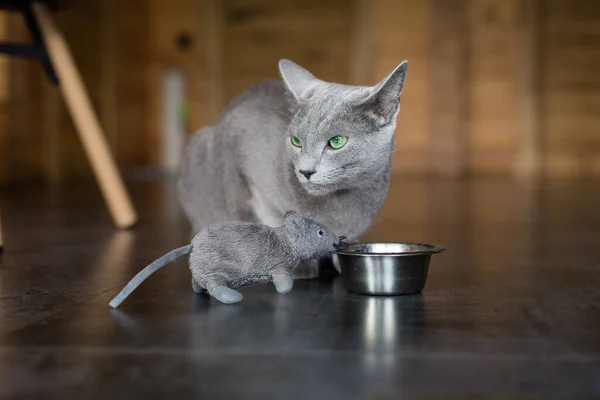 Oscar Gatinho Raça Azul Russa Está Descansando Sala Estar Lindo — Fotografia de Stock