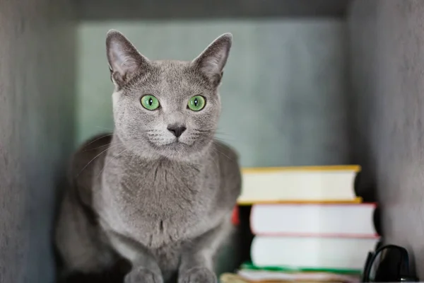 俄罗斯蓝种的奥斯卡小猫在客厅里休息 一只美丽的蓝灰色小猫 长着绿色的眼睛 猫和放松 — 图库照片