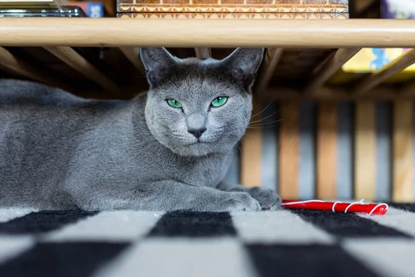 Oscar Gatinho Raça Azul Russa Está Descansando Sala Estar Lindo — Fotografia de Stock