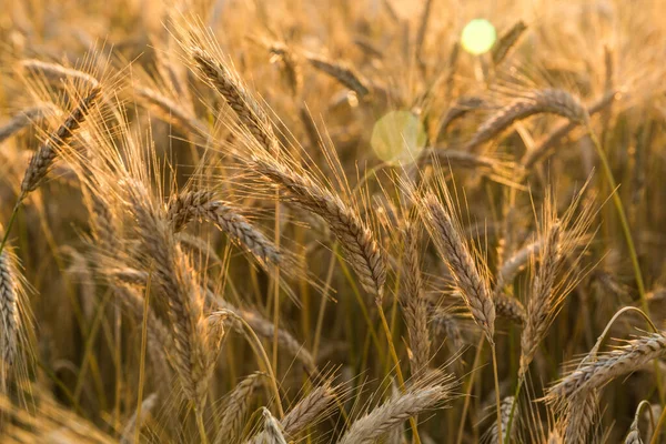 Parlak güneş ışığında buğday tarlası. Dikenler güneşte parlıyor. Beyaz Rusya 'da sıcak bir akşam. Belarus Köyü.