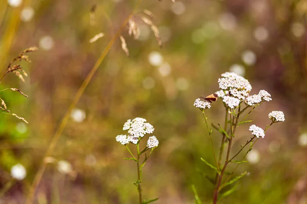 Bright natural rich background from meadow plants. Multicolored flowers and herbs. Screensaver for screens. Blurred background, clear outline of the plant. Meadows and fields of Belarus.