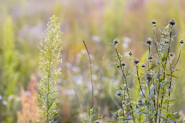 Çayır bitkilerinin parlak doğal zenginliği. Çok renkli çiçekler ve bitkiler. Ekranlar için ekran koruyucu. Bulanık arka plan, bitkinin ana hatları. Belarus 'un çayır ve tarlaları. 