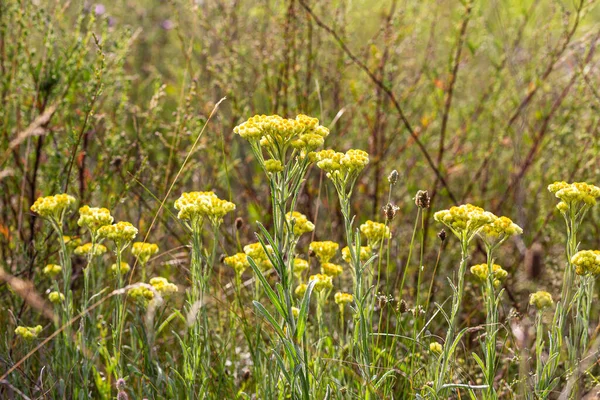 Bright natural rich background from yellow meadow plants. Multicolored flowers and herbs. Screensaver for screens. Blurred background, clear outline of the plant. Meadows and fields of Belarus.