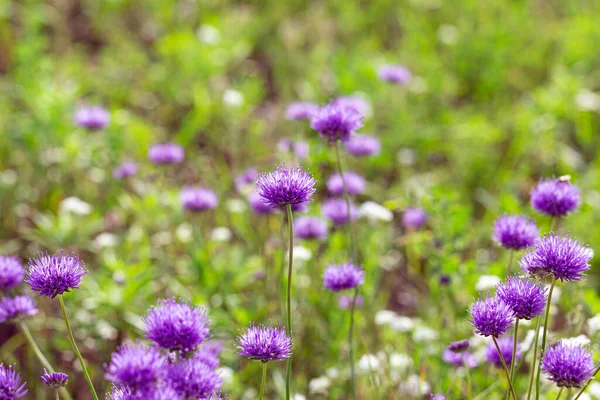 紫色草甸植物的明亮的自然富饶的背景 五颜六色的花和草药 屏幕保护程序的屏幕 背景模糊 植物轮廓清晰 白俄罗斯的牧场和田野 — 图库照片