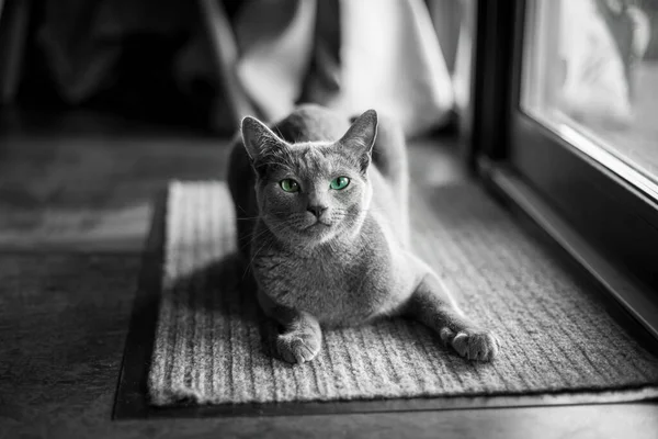 Eine Russische Blaukatze Sitzt Auf Der Terrasse Und Jagt Nach — Stockfoto