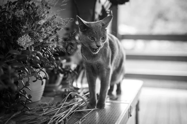 Gatinho Azul Russo Saiu Para Passeio Está Interessado Flores Plantas — Fotografia de Stock